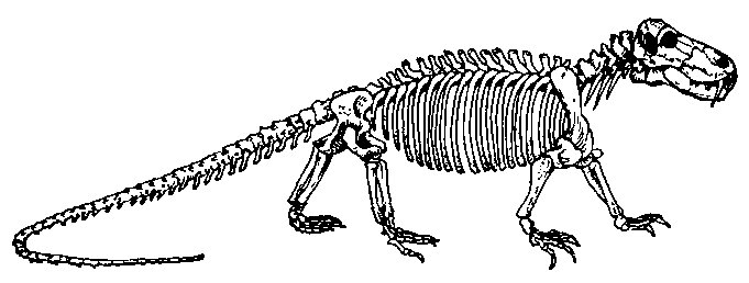 Скелет титанофоиеуса (Titanophoneus potens) (реконструкция).