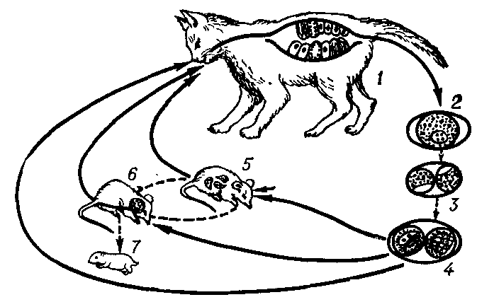 Цикл развития и способы заражения (Toxoplasma gondii): 1 — кошка — окончательный хозяин, в котором происходит мерогония, гаметогенез, копуляция гамет и образование ооцист; 2, 3, 4 — этапы развития (споруляции) ооцист (по две спороцисты, в каждой из которых по четыре спорозоита) во внешней среде; 5 — мышь — промежуточный хозяин, в котором протекает внекишечное бесполое развитие — формирование эндозоитов; 6 — развитие цисты в головном мозгу матери;    7 — внутриутробное    заражение    плода.