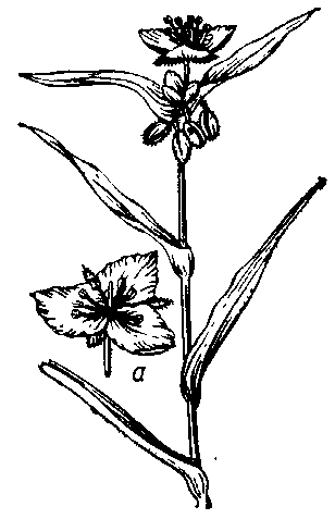 Традесканция виргинская (Tradescantia virginiana): a — цветок.
