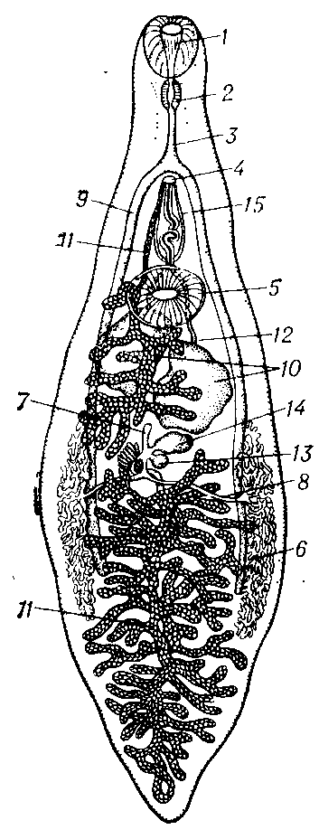 Организация трематоды (Dicrocoelium dendriticum): 1 — ротовая присоска; 2 — глотка; 3 — пищевод; 4 — половое отверстие; 5 — брюшная присоска; 6 — желточники; 7 — лауреров канал; 8 — желточный проток; 9 — ветвь кишечника; 10 — семенники; 11 — матка; 12 — семяпровод; 13 — семяприёмник; 14 — яичник; 15 — совокупительный  орган.