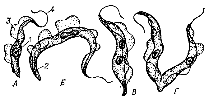 Возбудитель наганы (Trypanosoma brucei) (A) и стадии её деления (Б, В, Г): 1 — ядро; 2 — базальное тельце;  3 — ундулирующая мембрана;   4 — жгутик,