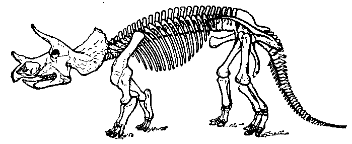 Скелет трицератопса (Triceratops   prorsus).
