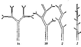 Схема ветвления побегов высших растений: 1 — дихотомическое (а — изотомия, б — анизотомия);    2 — моноподиальное;    3 — симподиальное.