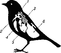 Воздушные мешки птиц: 1 — шейный мешок; 2 — межключичный мешок;   3 — лёгкое; 4 — передний грудной  мешок;  5 — задний грудной   мешок;   6 — брюшной   мешок.