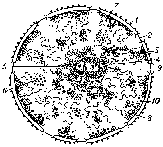 Схема ультраструкту риой организации интерфазного ядра: 1 — ядерная мембрана с порами (2), 3 — плотный хроматин; 4 — рыхлый хроматин; 5 — ядрышко; 6 — интерхроматиновые гранулы; 7 — перихроматиновые гранулы; 8 — перихроматиновые фибриллы; 9 — кариоплазма. 