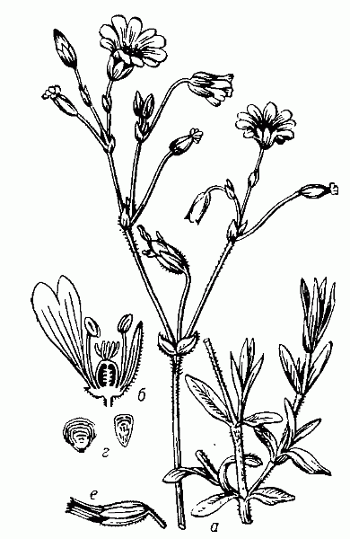 Ясколка  луговая:  а — части   растения  (слева — цветущая, справа — вегетативная); б — продольный  разрез   через   цветок;   в — коробочка с чашечкой; г — семена.