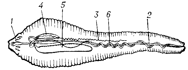 Пятиустка   Linguatula  serrata  (самка):   1 — крючья; 2 — кишка;  3 — яичник; 4,5 — семяприёмники;   6 — матка.
