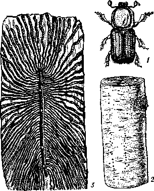 Берёзовый заболонник:  1 — жук;  2 — часть ствола берёзы с отдушинами;  3 — ходы под корой.