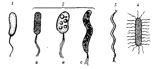 Жгутики      бактерий: 1 — монополярный  монотрих  (Vibrio);монополярные  политрихи: а — Pseudomonas, в — (Chromatium), с — (Thiospiillum); 3 — биполярный политрих (Spiilum);      4 — перитриу (Proteus).