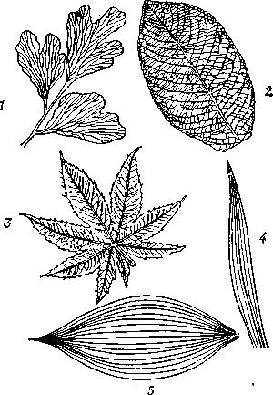 Типы   жилкования   листьев   растений:   1 — вильчатое    (дихотомическое);    2 — перистое; 3 — пальчатое; 4 — параллельное;   5 — дуговидное.