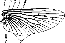 Схема жилкования крыла насекомого:  1 — костальная  жилка;   2 — субкостальная жилка;  3 — радиальная жилка; 4 — медиальная жилка;  5 — кубитальные жилки; 6 — анальные   жилки;  7 — югальные жилки.