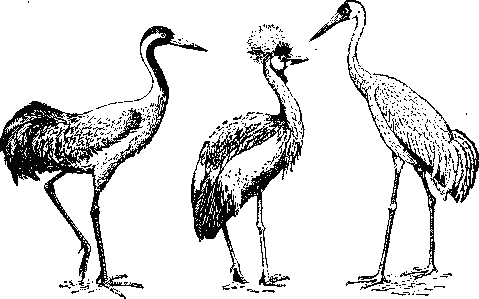 Журавлиные. Слева направо: серый журавль (Grus grus); венценосный журавль (Balearica pavonina); стерх (Grus leucogeranus).