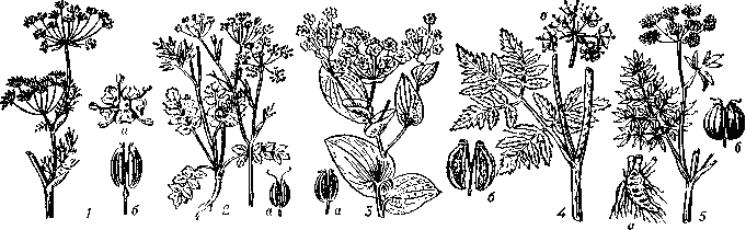 Зонтичные: 1 — тмин обыкновенный (Carum carvi), а — цветок, б — плод; 2 — бедренец камнеломковый (Pimpinella saxifraga), a — плод; 3 — володушка золотистая (Bupleurum aureum), a — плод; 4 — болиголов пятнистый (Conium maculatum), a — простой зонтик, б — плод; 5 — вех ядовитый (Cicuta   virosd),  a — продольный     разрез     корневища,     б — плод.