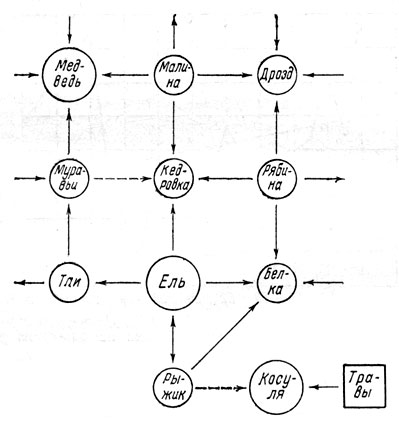 Рис. 34. Часть трофической сети тянь-шаньского елового леса (Picea schrenkiana). Стрелками показано направление потоков биомассы