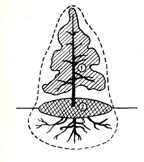 Рис. 45. Эдасфера растения: 1 - филлосфера; 2 - некроподиум; 3 - ризосфера