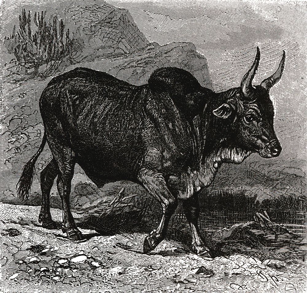 Африканский скот ватусси