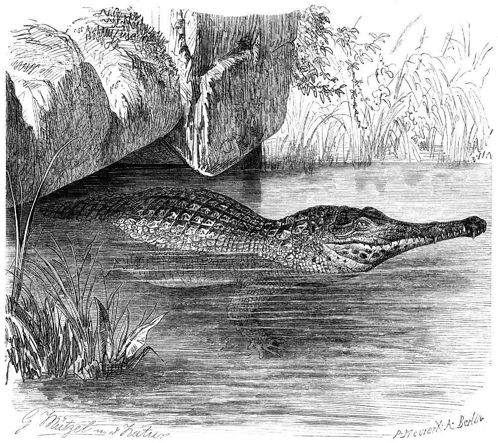 Африканский узкорылый крокодил (Crocodylus cataphractus)