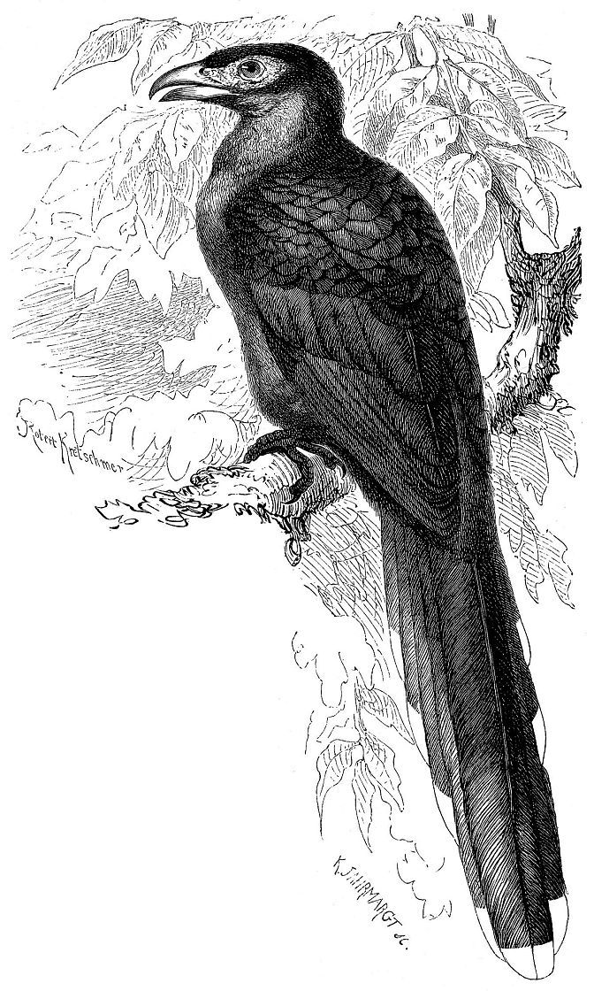 Бан-кокил (Phoenicophaeus iristis)