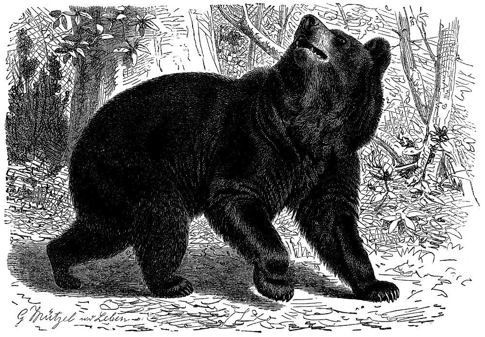 Барибал, или черный медведь медведь (Ursus americanus)