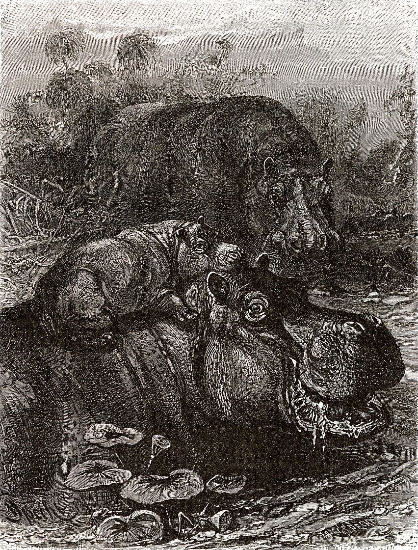 Бегемот (Hippopotamus amphibius)