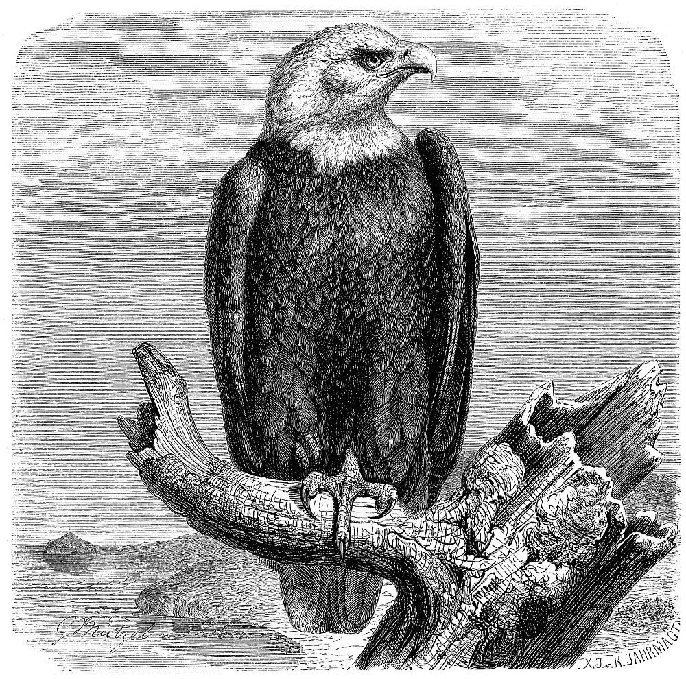 Белоголовый орлан (Haliaeetus leucocephalus)