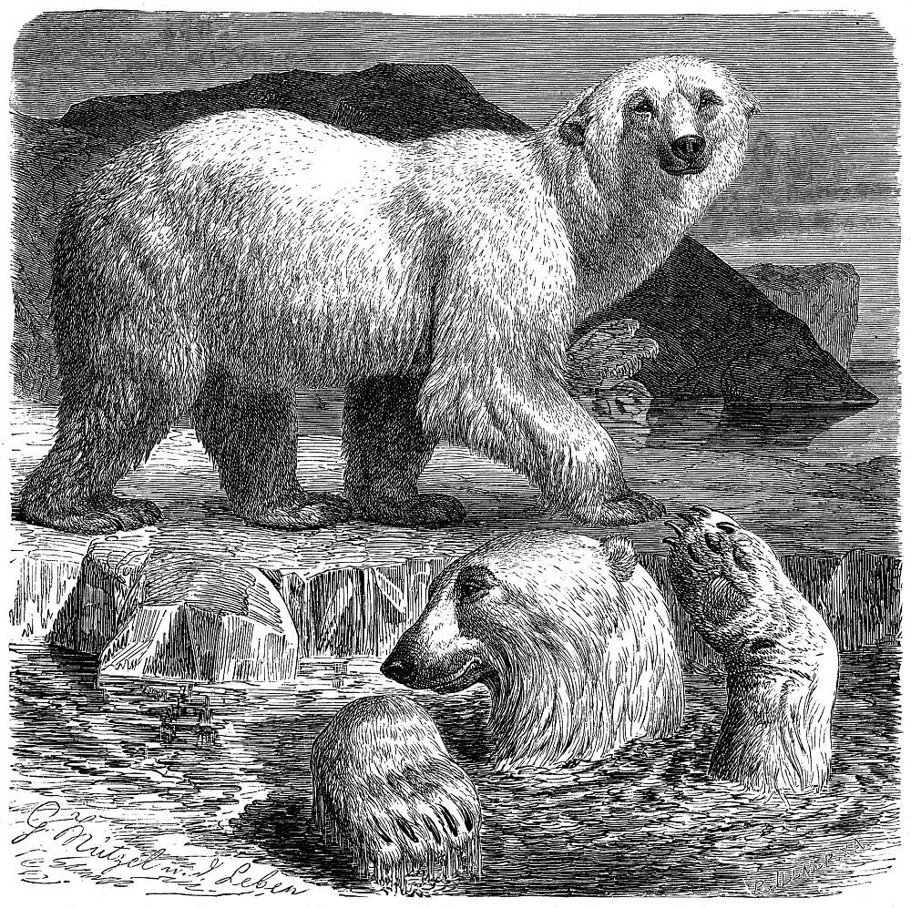Белый медведь (Ursus maritirnus )