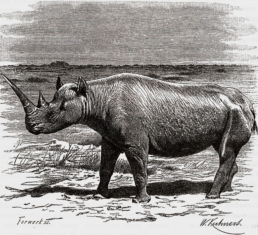 Белый носорог (Сeratotherium simum)