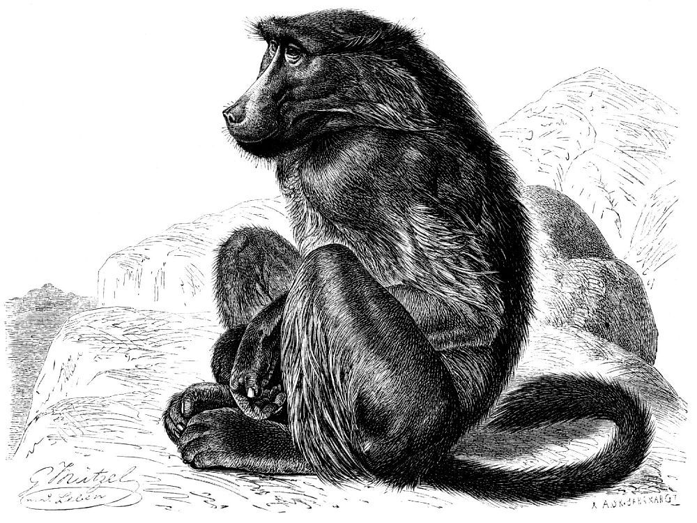 Чакма, или медвежий павиан (Papio ursinus)