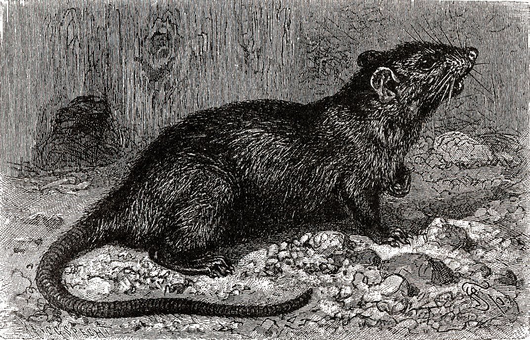 Черная крыса (Rattus rattits)