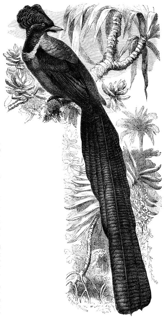 Черногорлой астрапии (Astrapia nigra)