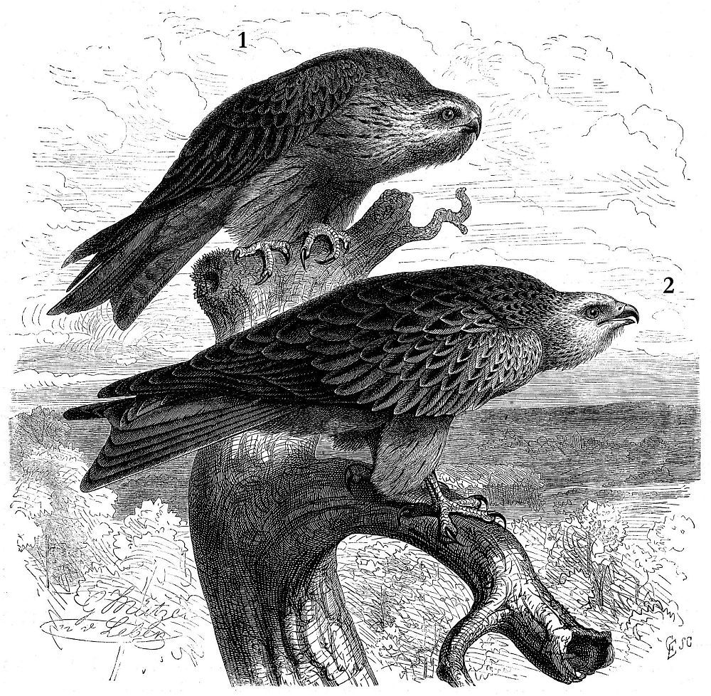 1 - Черный коршун (Milvus migrans) 2 - Красный коршун (Milvus milvus)