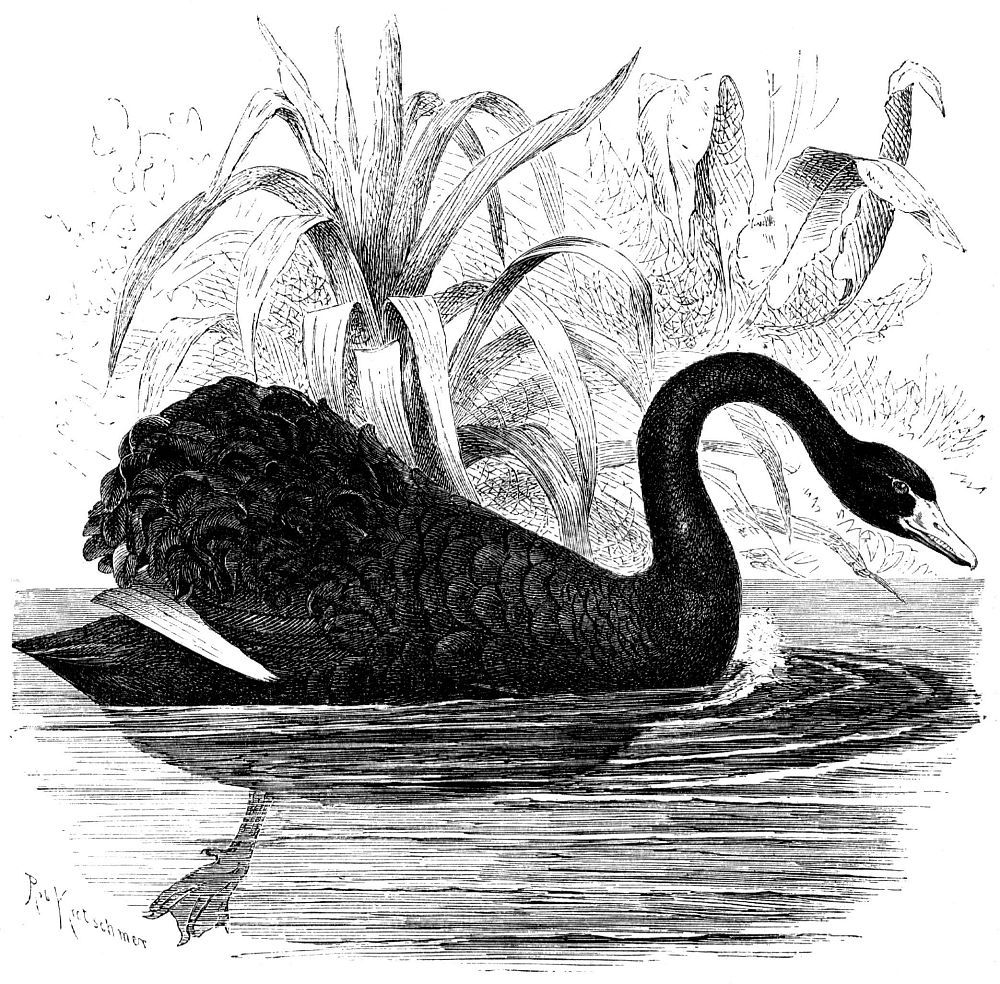 Черный лебедь (Cygnus atratus)