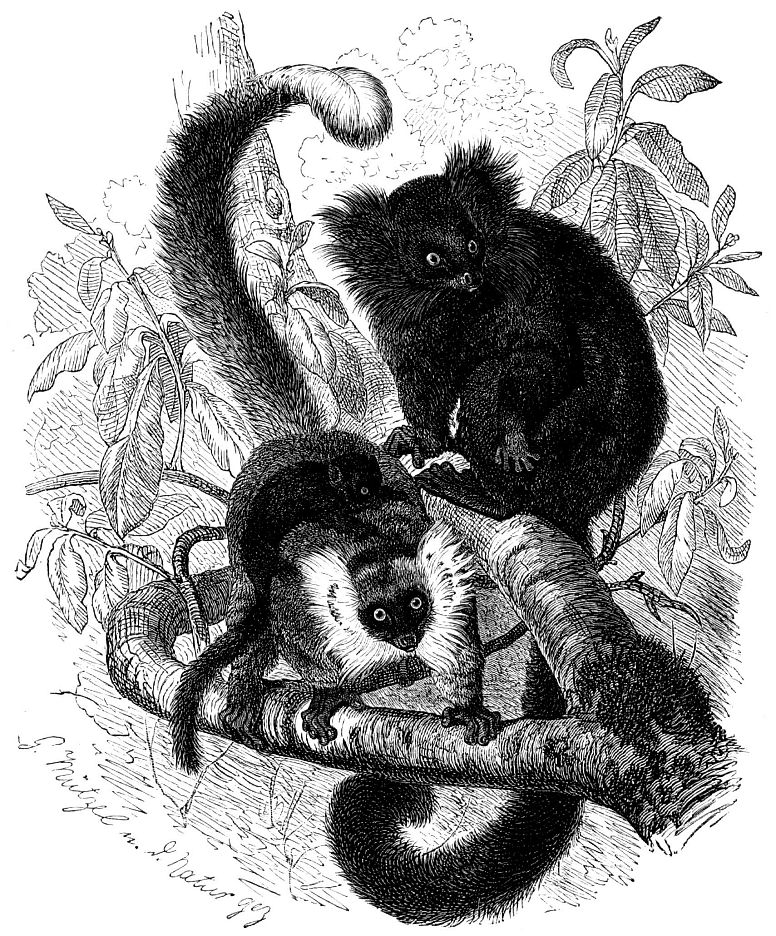 Черный лемур (Lemur macaco)