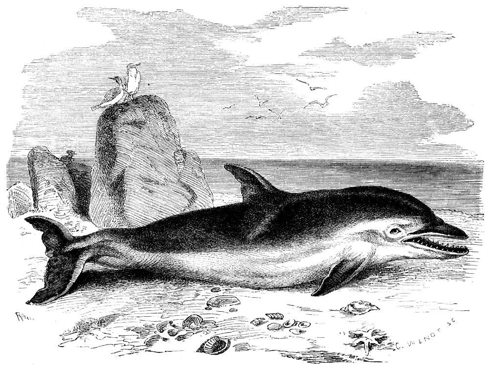 Дельфин-белобочка (Delph'mus delphis)
