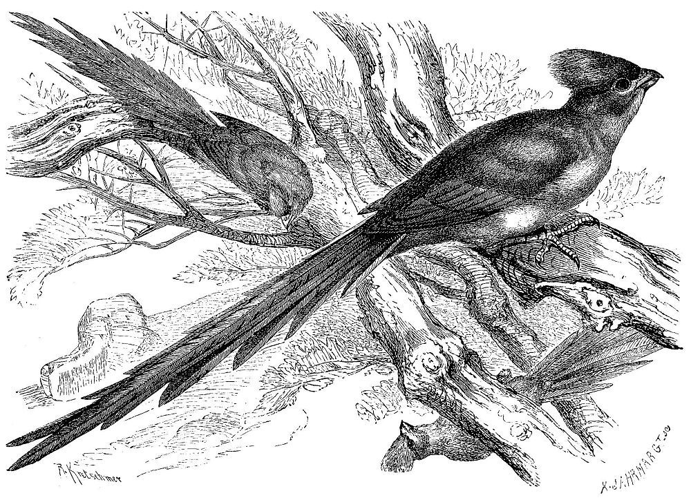 Длиннохвостая птица-мышь (Colins macrourus)