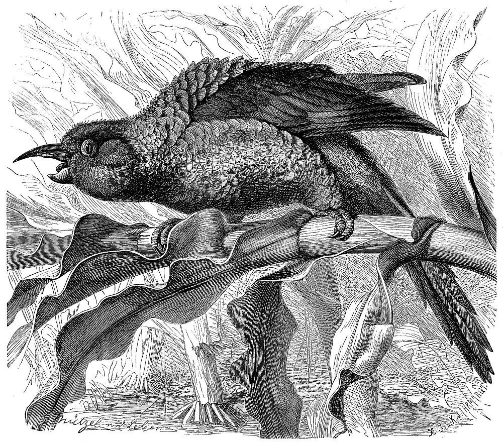 Длинноклювый попугай (Enicognathus leptorhynchus)