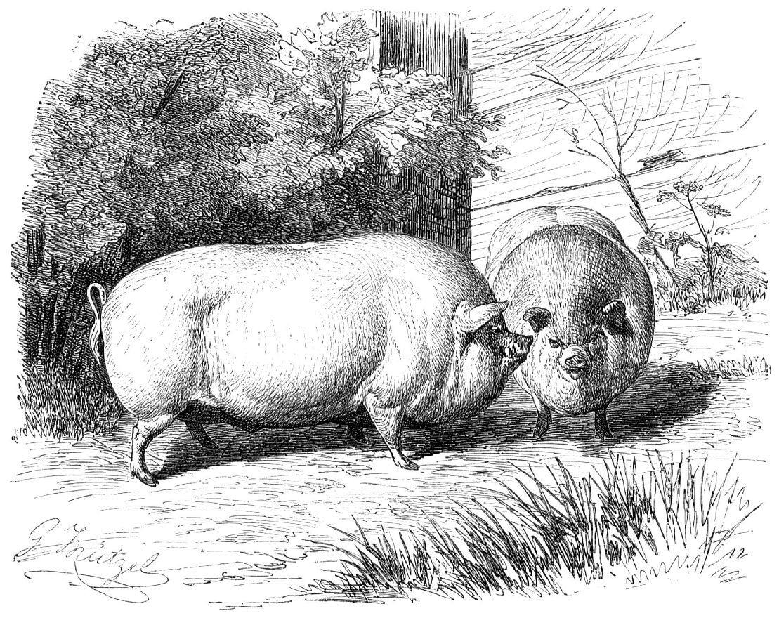 Домашняя свинья (Sits scrofa domesticus)