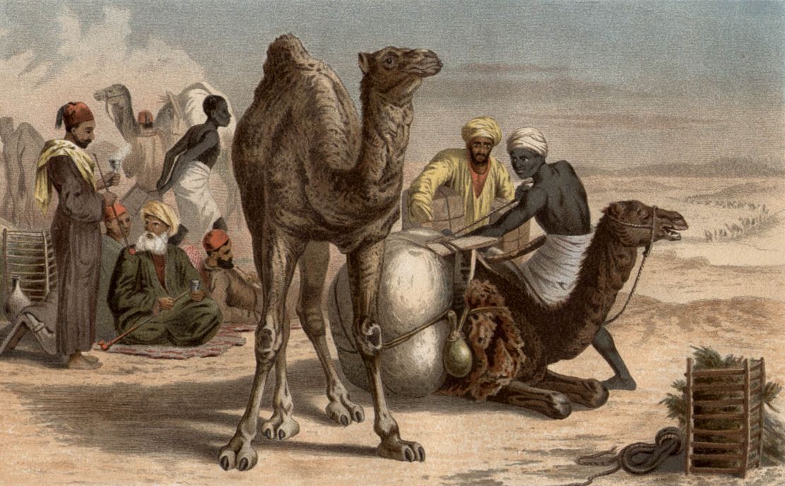 Дромедар, или одногорбый верблюд (Camelus dromedarius)