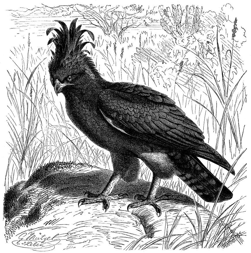 Гребенчатый орел (Lophaetus occipitalis)