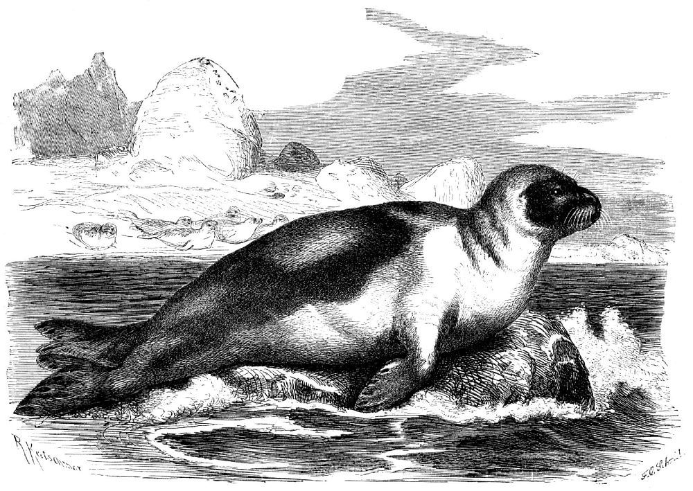 Гренландский тюлень, или лысун (Pagophilus groenlandica)