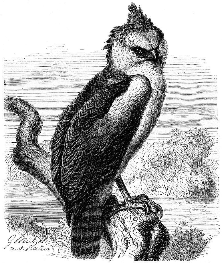 Гвианская гарпия (Morphnus guianensis)