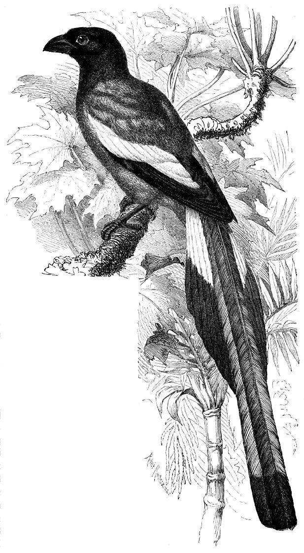 Индийская древесная сорока (Dendrocitta vagabunda)