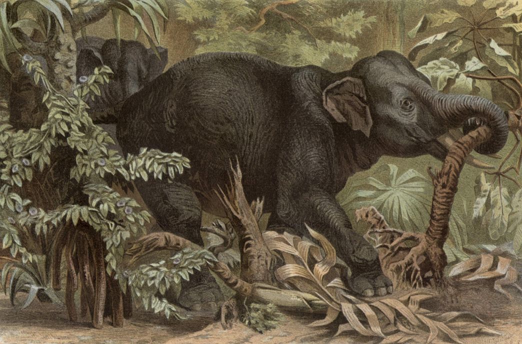 Индийский слон (Elephas maximus)