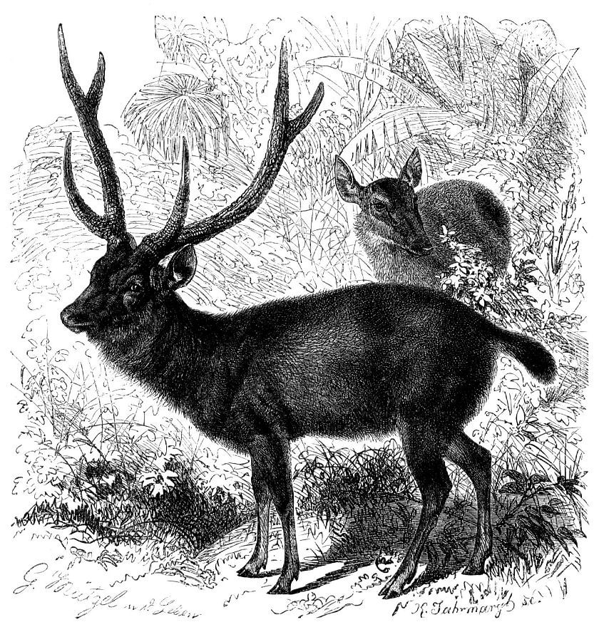 Индийский замбар (Cervus unicolor)