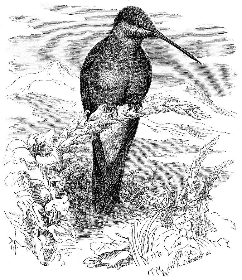 Исполинский колибри (Patagona gigas)
