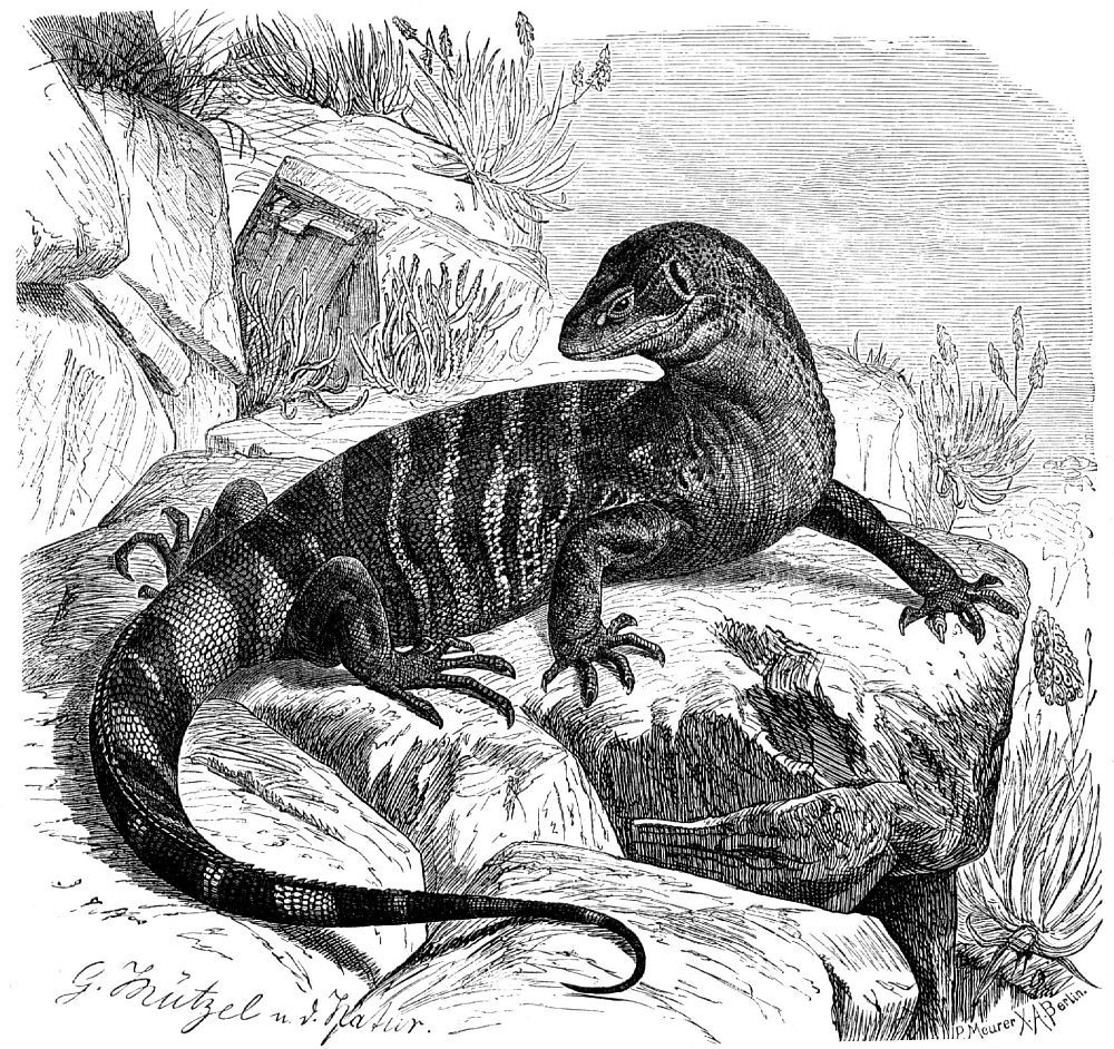 Капский варан (Varanus exanthematicus)