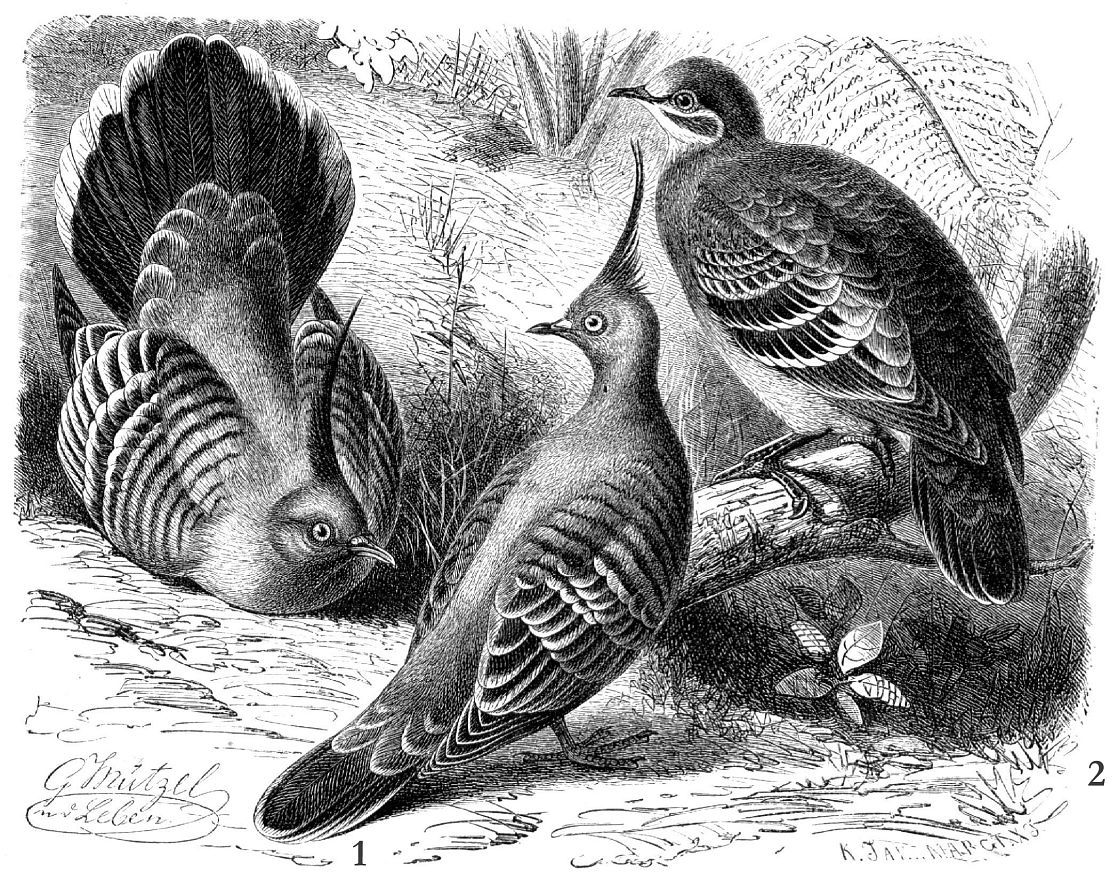 1 - Хохлатый бронзовокрылый голубь (Ocyphaps lophotes) 2 - Обыкновенный бронзовокрылый голубь-фапс (Phaps chalcoptera)
