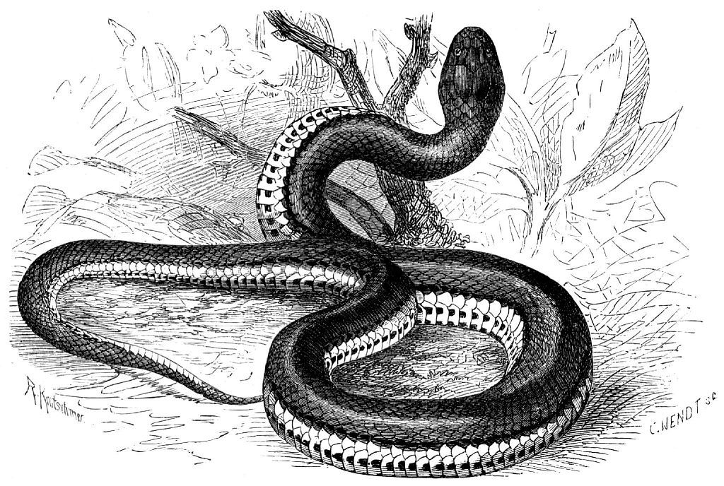 Килехвостая косоглазая змея (Helicops carinicaudus)