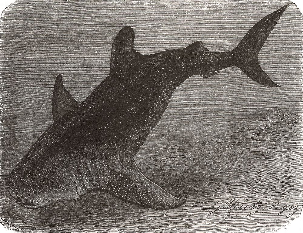 Китовая акула (Rhinodon typits)
