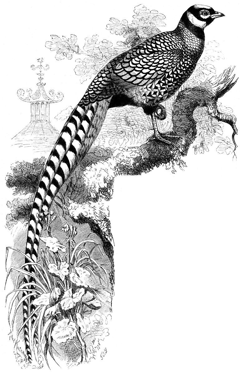Королевский фазан (Syrmaticus reevesii)